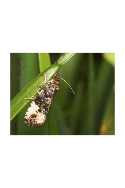 Листовійки